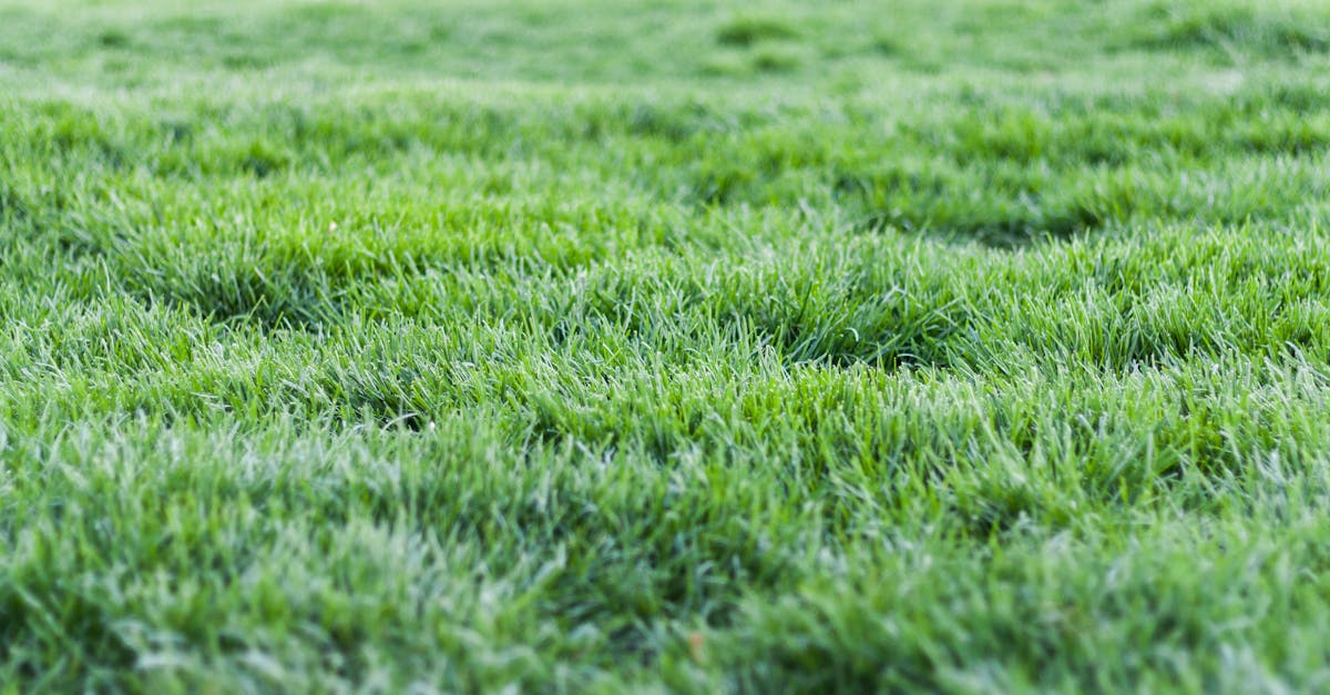 Essential Practices for Prolonging Synthetic Lawn Durability