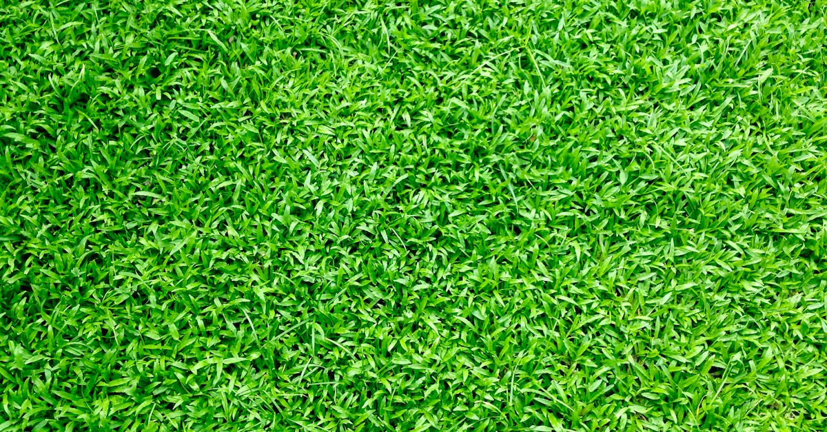 Quick Solutions for Torn Synthetic Turf