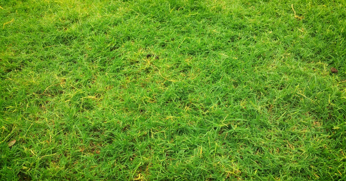 Winter Care Strategies for Your Synthetic Lawn